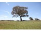 Black Springs NSW 2787