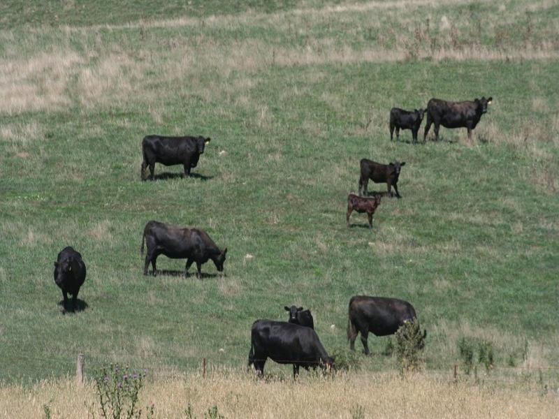 Mount David NSW 2795