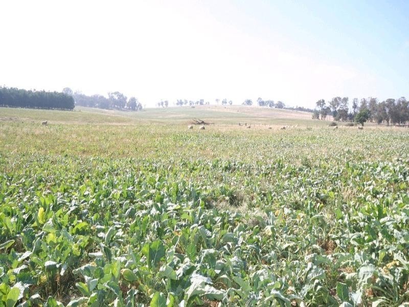 Mount David NSW 2795