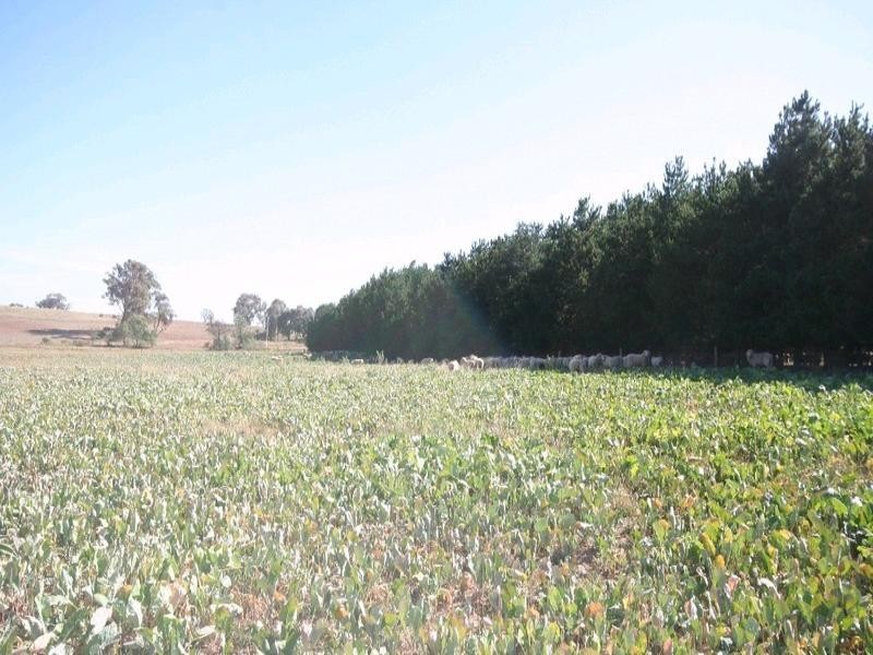 Mount David NSW 2795