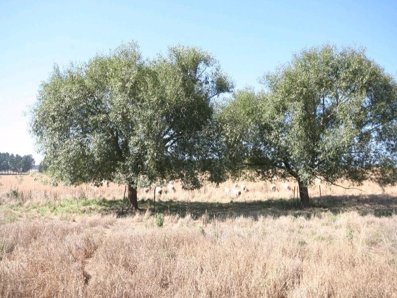 Mount David NSW 2795