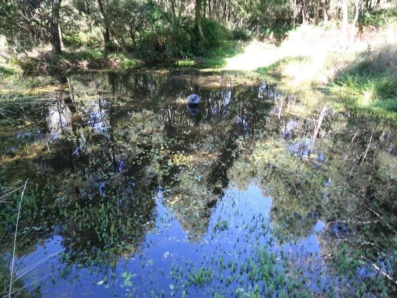 Sunny Corner NSW 2795