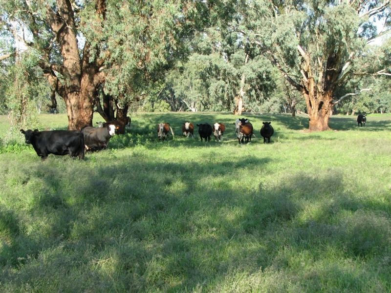 1212 Darbys Falls Road, Cowra NSW 2794