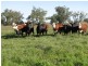 1212 Darbys Falls Road, Cowra NSW 2794