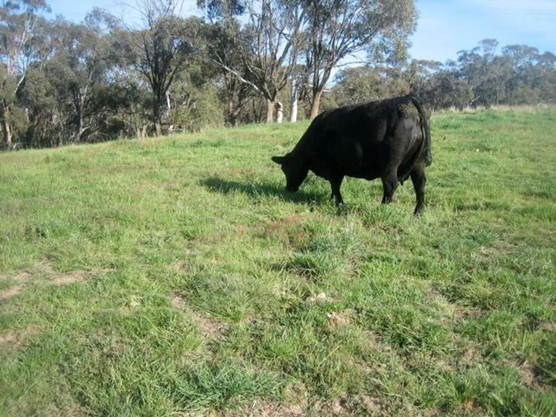 Meadow Flat NSW 2795