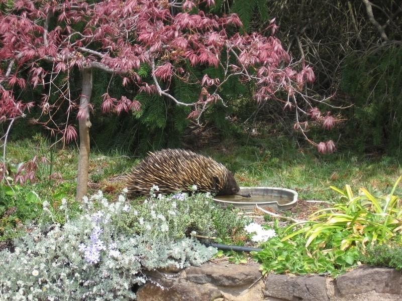 Black Springs NSW 2787