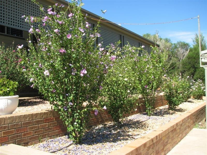 487 Mt McDonald Road, Wyangala NSW 2808