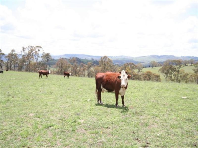 Lot 5 Mount Olive Road, Oberon NSW 2787