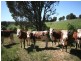 1535 Isabella Road, Isabella NSW 2795