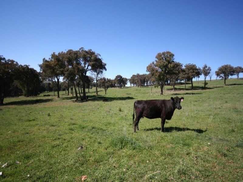 1535 Isabella Road, Isabella NSW 2795