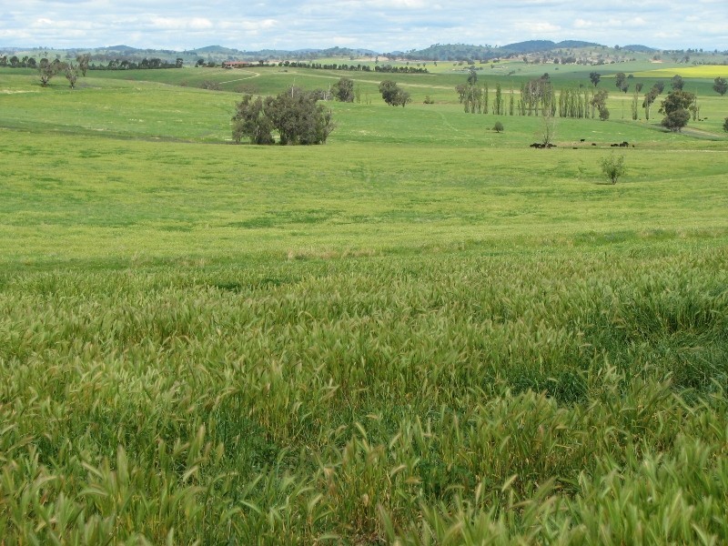 0 George Russell Drive, Cowra NSW 2794