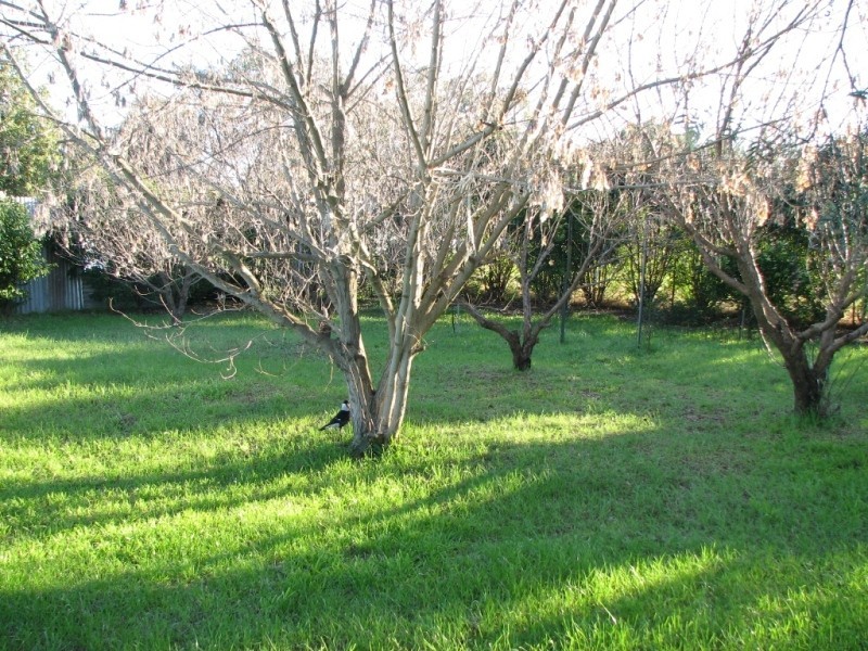 Lot 2 Thompson Street, Canowindra NSW 2804