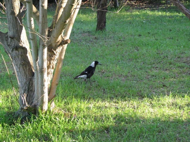 Lot 2 Thompson Street, Canowindra NSW 2804