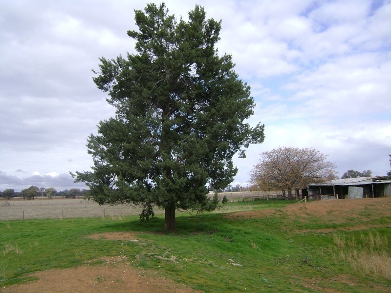76 Noonbinna East Road, Cowra NSW 2794
