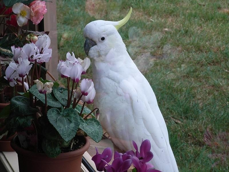 33 Shakespeare Close, Oberon NSW 2787