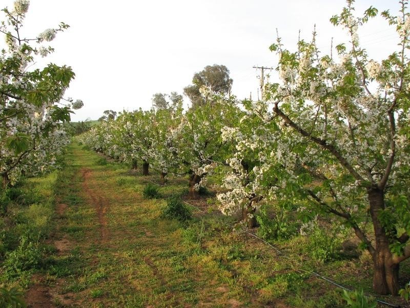 104 Carro Park Road, Cowra NSW 2794