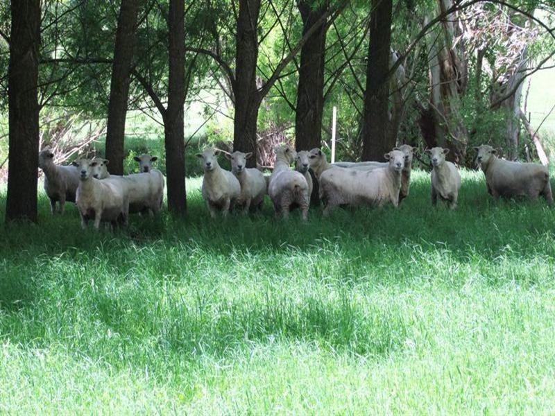 1-9 Campbells Road, Newbridge NSW 2795