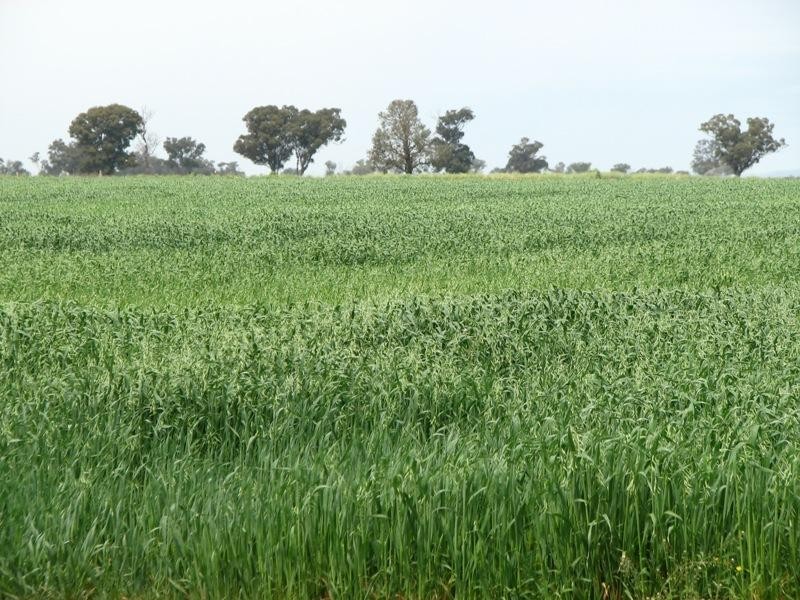 1826 North Logan Road, Cowra NSW 2794