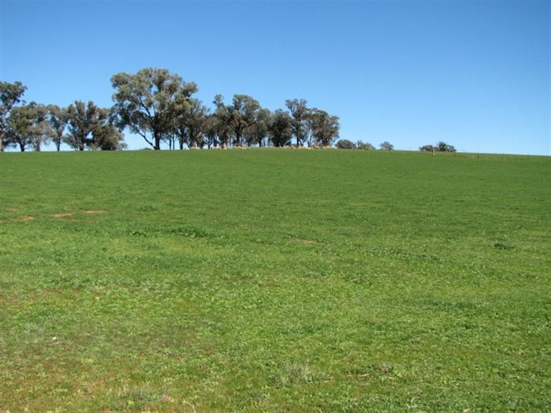 Grenfell NSW 2810