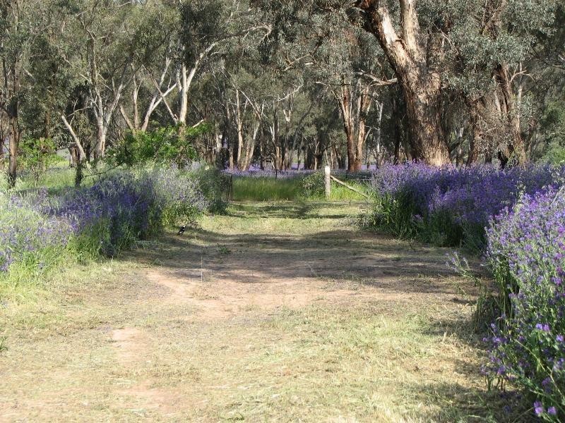 33 Little Street, Bendick Murrell, Young NSW 2594