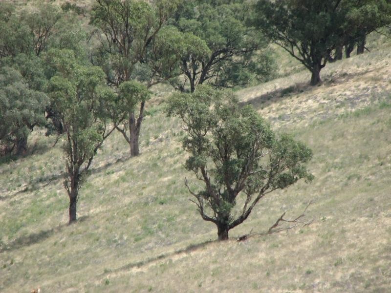 1756 Reg Hailstone Way, Cowra NSW 2794