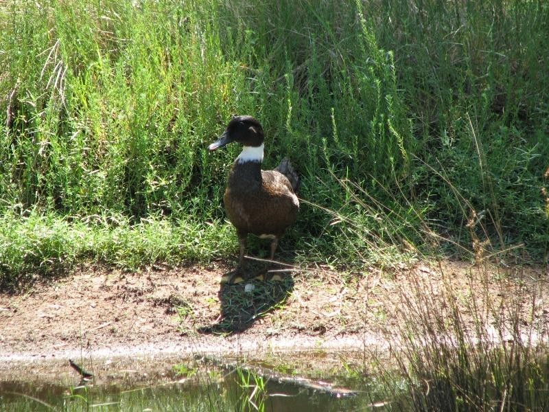 11 Short Street, Koorawatha NSW 2807