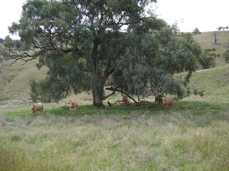 1580 Reg Hailstone Way, Woodstock NSW 2793