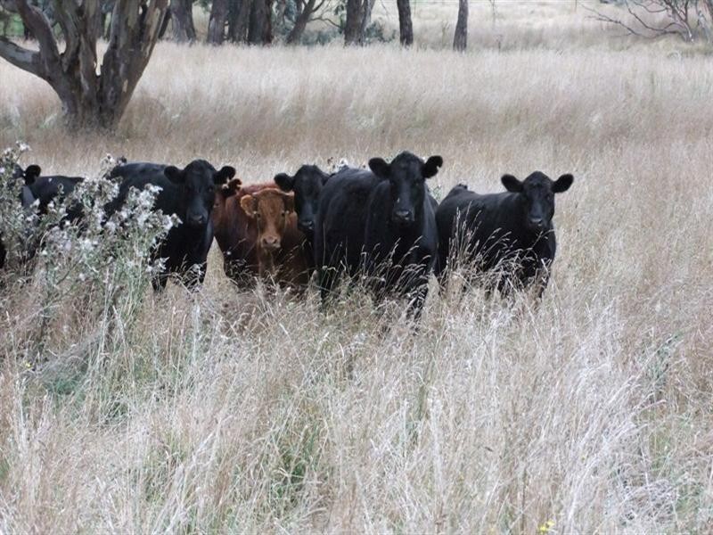 187 Louden Shand Road, Bathurst NSW 2795