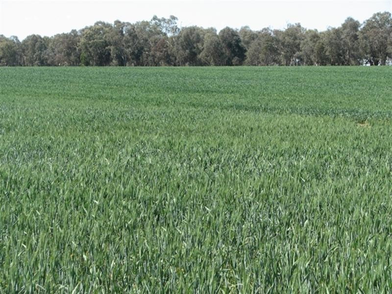 5331 Olympic Way, Cowra NSW 2794