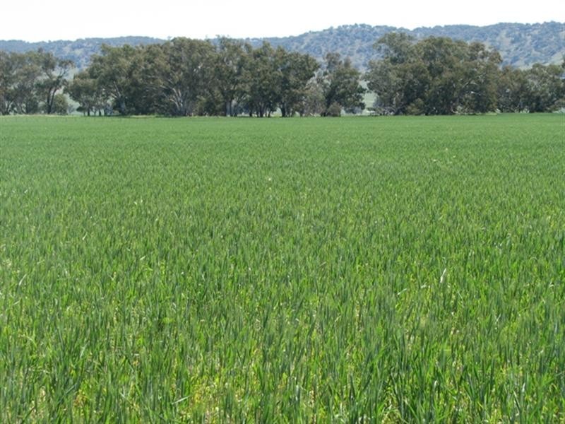 5331 Olympic Way, Cowra NSW 2794