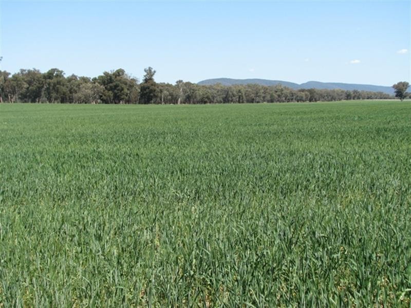 5331 Olympic Way, Cowra NSW 2794