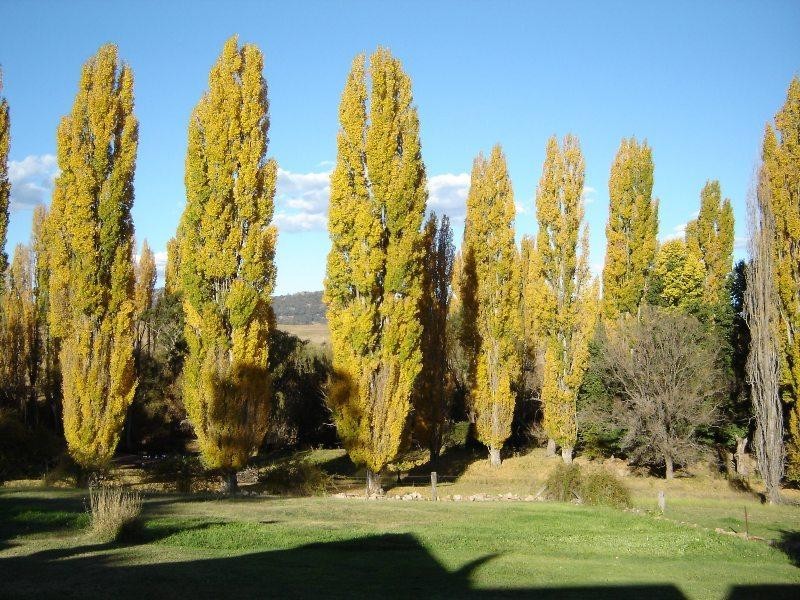 397 Mutton Falls Road, Tarana NSW 2787