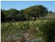 3249 Belubula Way, Canowindra NSW 2804