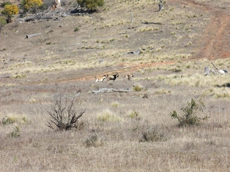 356 Warrys Road, Bathurst NSW 2795