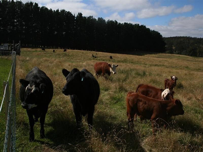 335 Razorback Road, Mudgee NSW 2850