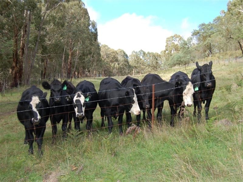 828 Lowes Mount Road, Oberon NSW 2787