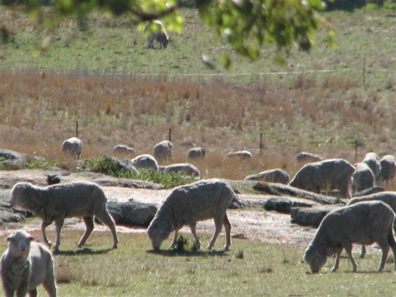 656 Mount McDonald Road, Cowra NSW 2794