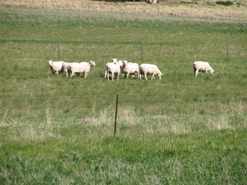 656 Mount McDonald Road, Cowra NSW 2794