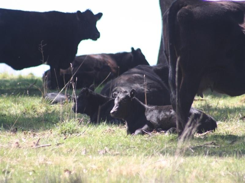 1091 Hazelgrove Road, Oberon NSW 2787