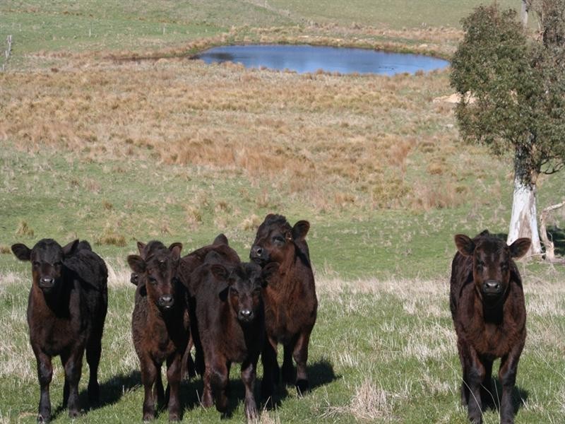 1212 Abercrombie Road, Oberon NSW 2787