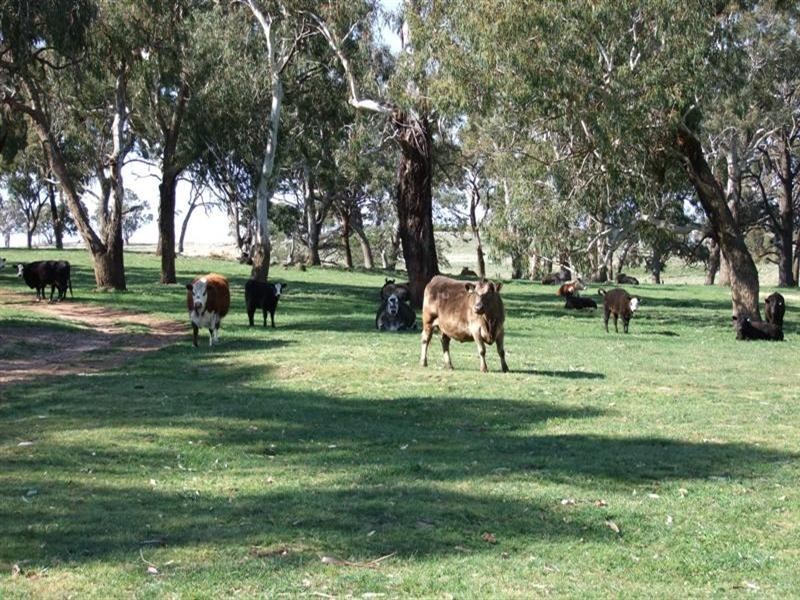 287 Wombiana Lane, Blayney NSW 2799