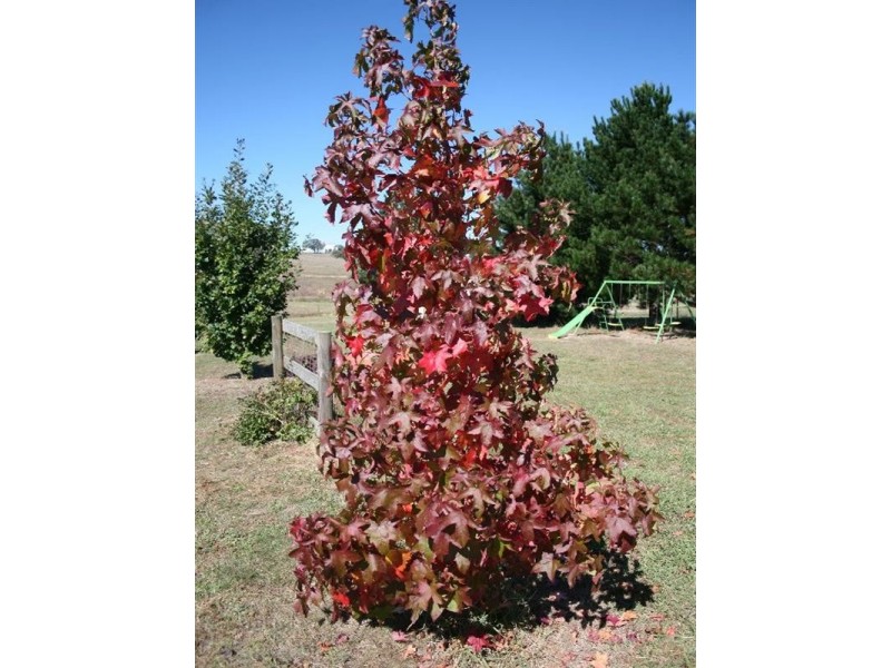 2885 Tarana Road, Tarana NSW 2787