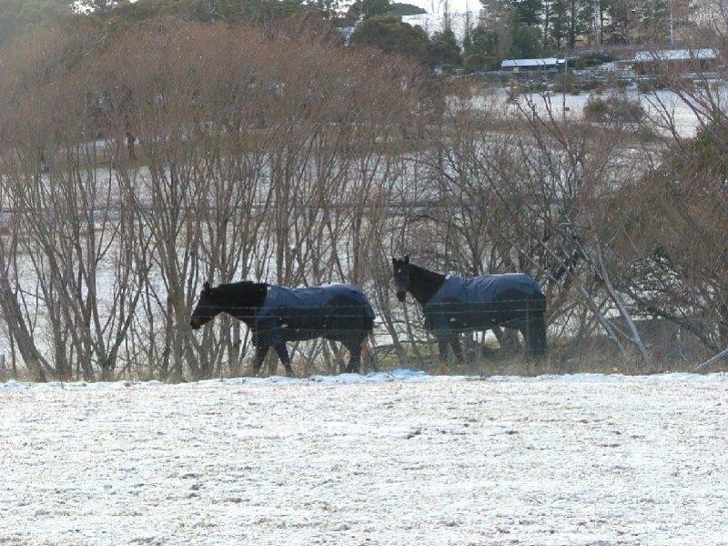 2885 Tarana Road, Tarana NSW 2787