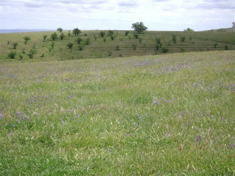 179 Wirrimah Road, Wirrimah NSW 2803