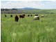 384 Eleven Mile Drive, Bathurst NSW 2795
