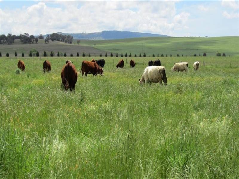 384 Eleven Mile Drive, Bathurst NSW 2795