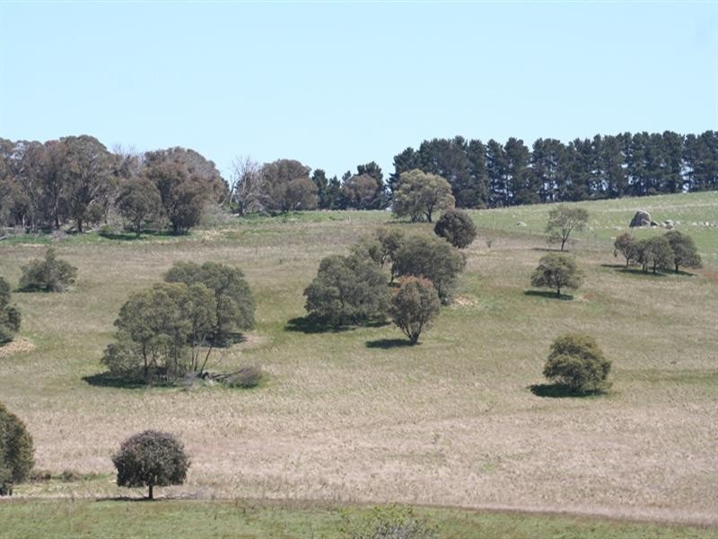 1000 Dog Rocks Road, Black Springs NSW 2787