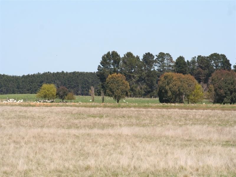 1000 Dog Rocks Road, Black Springs NSW 2787