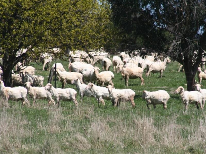 1000 Dog Rocks Road, Black Springs NSW 2787