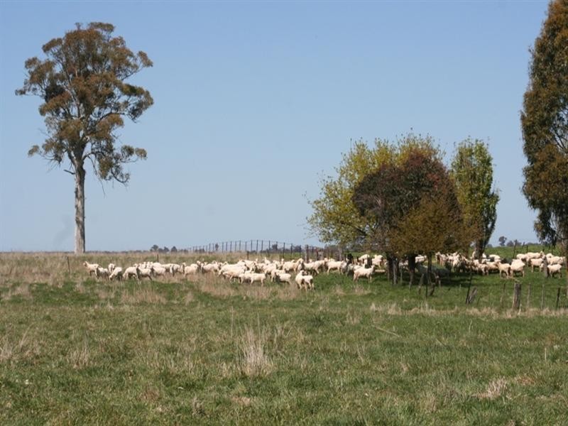 1000 Dog Rocks Road, Black Springs NSW 2787